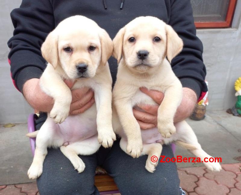 Labrador štenci