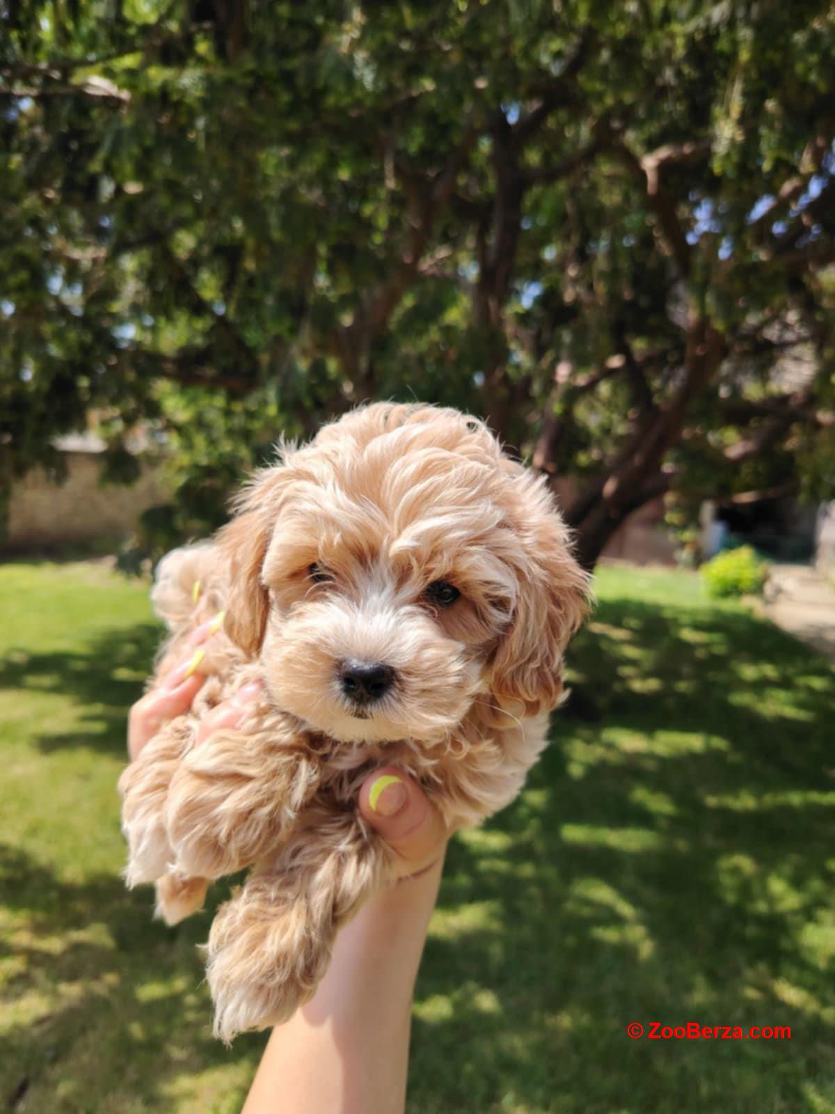 Maltipoo stenci