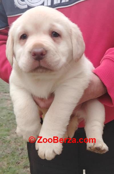 Štenci labrador retrivera 