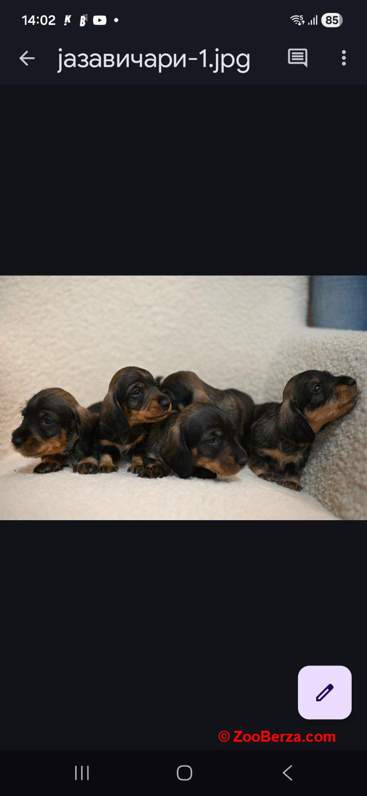 Oštrodlaki jazavičar kunićar