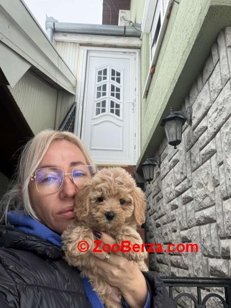 Maltipoo vrhunske genetike 