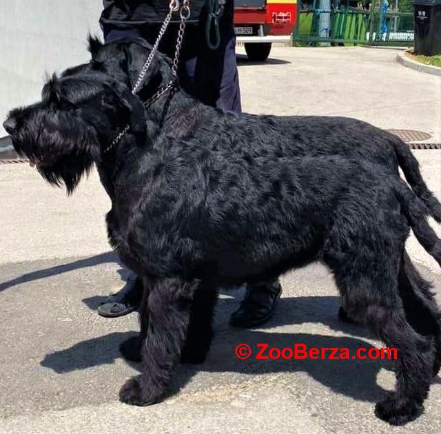 Veliki crni snaucer stenad