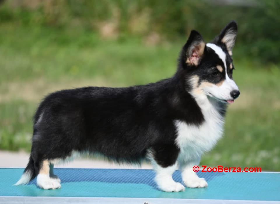 Velški korgi/Welsh Corgi Pembroke