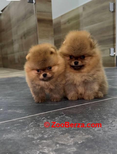 Pomeranci vrhunskog kvaliteta