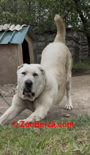 Srednjeazijski Ovcar - Azijat, ženka