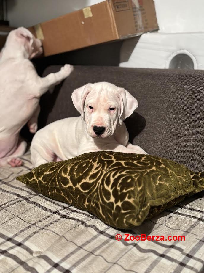 Dogo Argentino