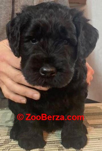 veliki snaucer stenad