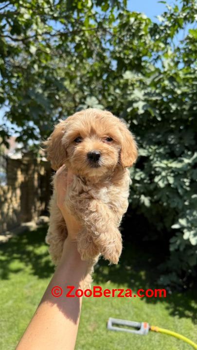 Maltipoo kucici