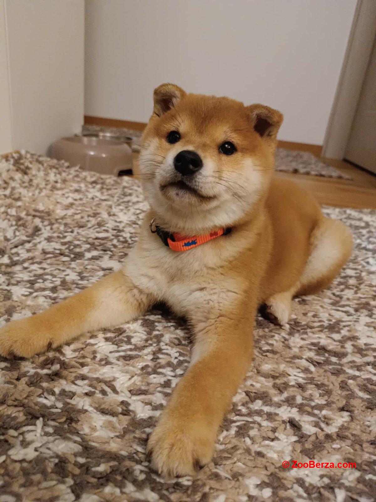 Shiba inu stenci