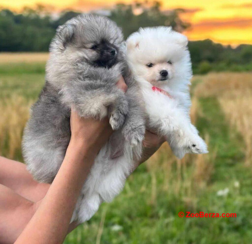 Pomeranac BOO medvedići, Pomeranski Špic štenci