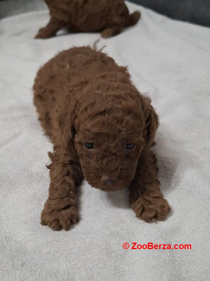 Prodajem patuljaste pudle 