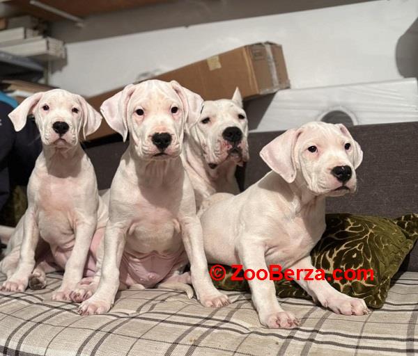 Dogo Argentino, štene
