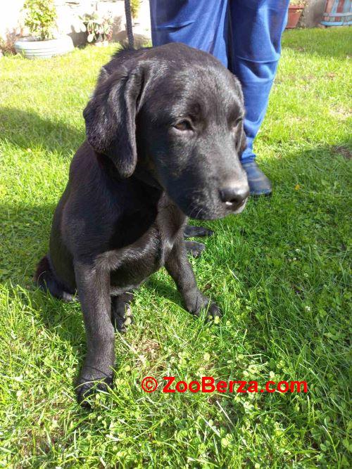 Labrador, zensko stene