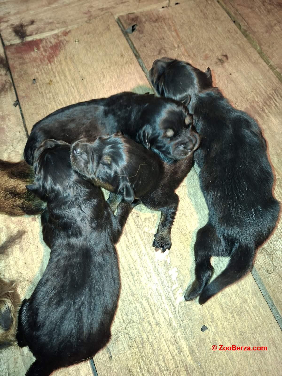 Prodaju se stenad Tibetanskog Mastifa sampionskog porijekla