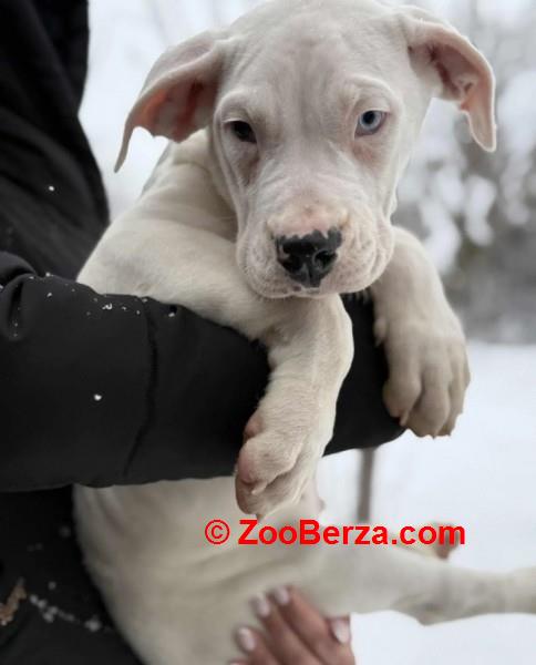 Dogo Argentino. zensko stene