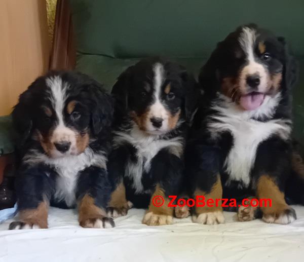 Bernski planinski pas