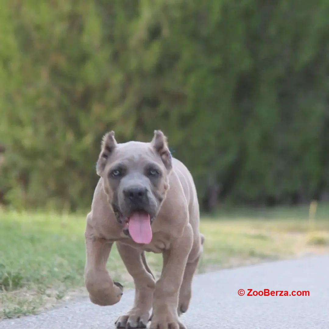 Cane Corso vrhunski štenci