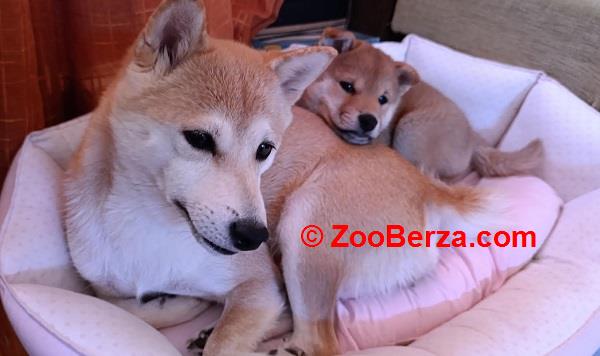 Šiba Inu štenci
