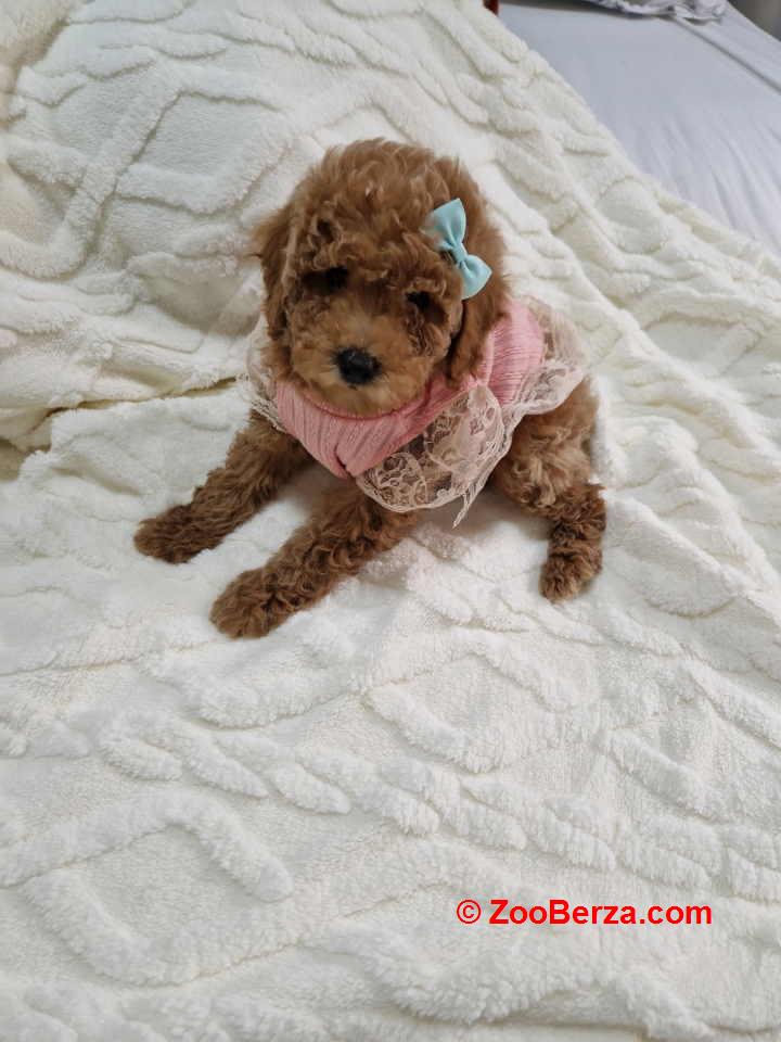 Preslatke crvene pudle, spremne za preuzimanje 