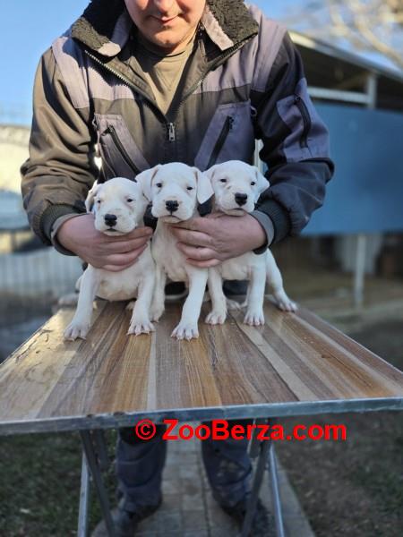 Dogo Argentino stenci
