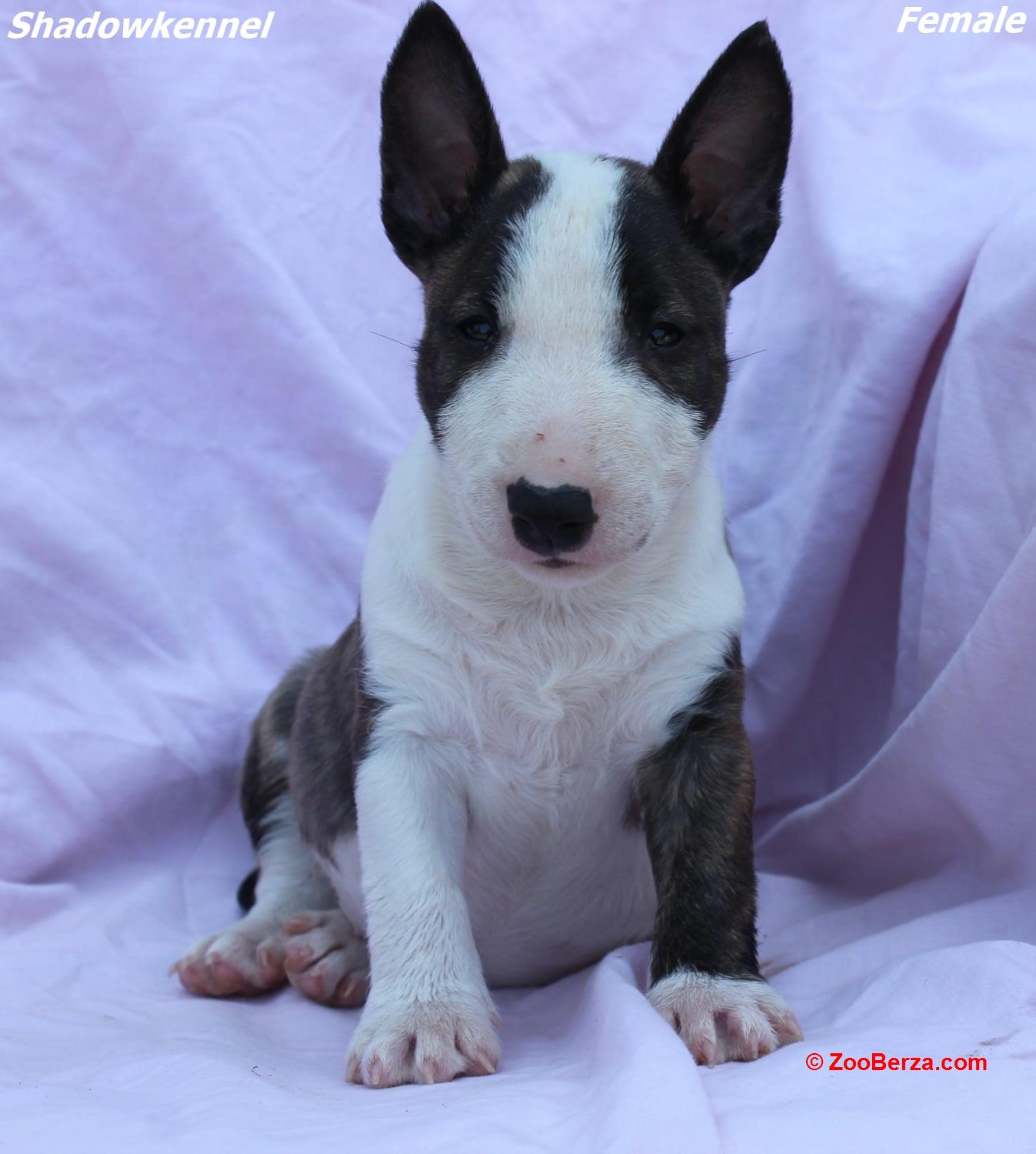 Mini Bull terijer štenci