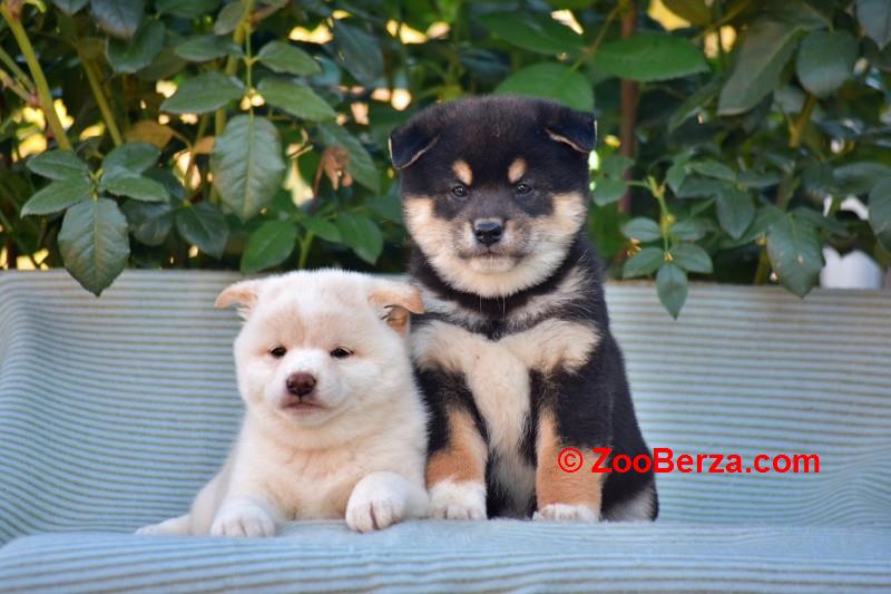 Shiba Inu / Šiba inu, štenci