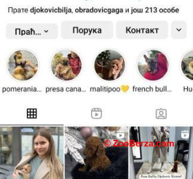 Maltipoo vrhunske genetike