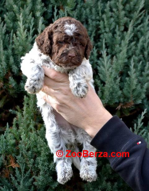 Lagotto Romagnolo štenci