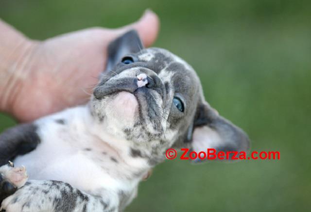 Francuski buldog