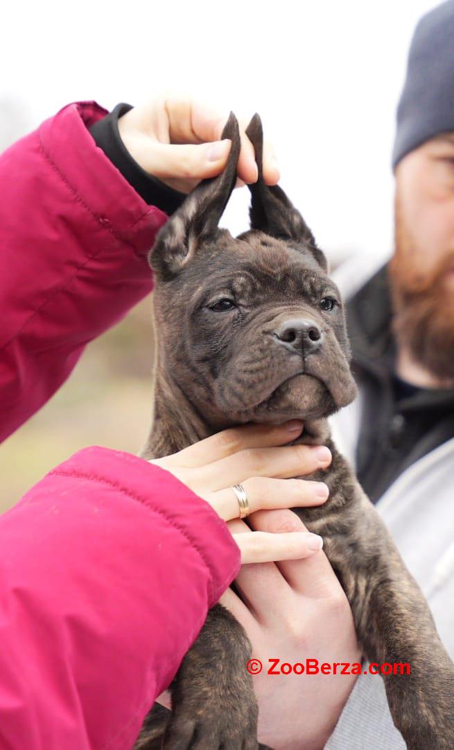 Cane Corso štenci