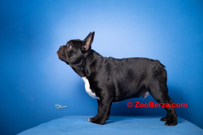 Francuski buldog štenci 