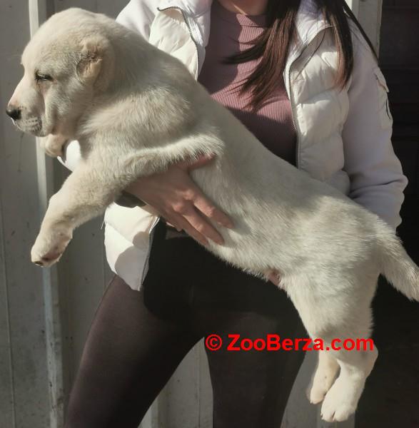 Srednjeazijski ovcar, musko stene