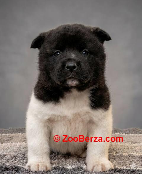 Američka Akita, izuzetni štenci