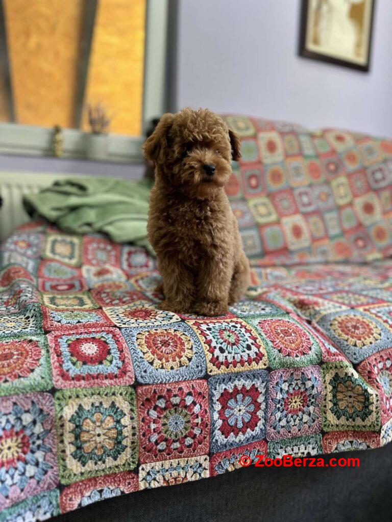 Toy Pudla kvalitetni štenci