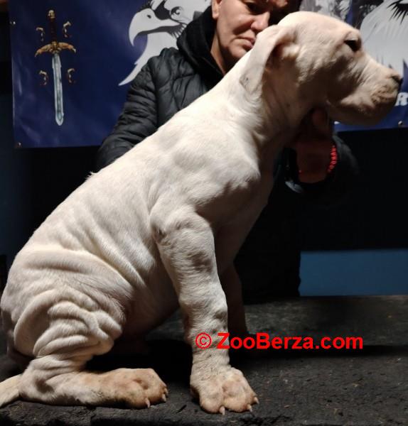 Dogo Argentino štenci