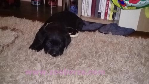 Labrador 
