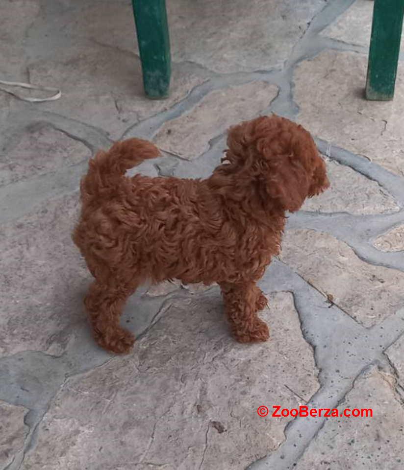 Crvena toy pudlica, žensko štene – staro 2,5 meseci 