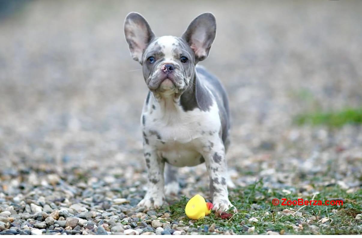 Francuski Buldog plavi i merle egzoticni