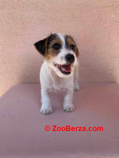 Jack Russell terijer štenci