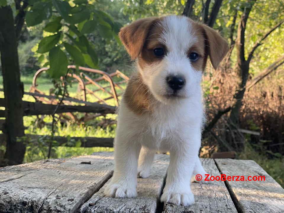 Dostupni oštrodlaki štenci dzek rasel terijera 