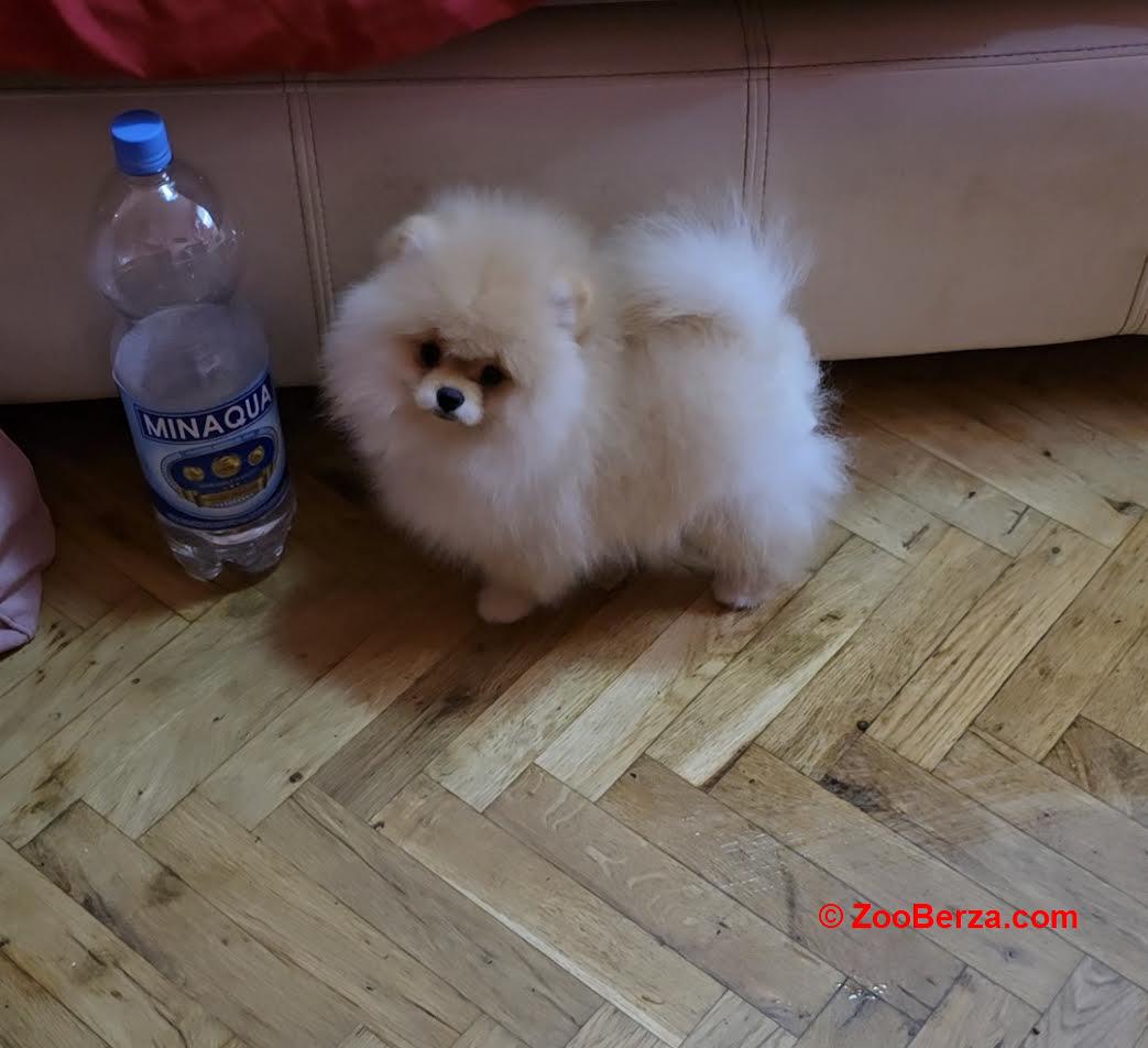 Pomeranac, prelepi Boo štenci 