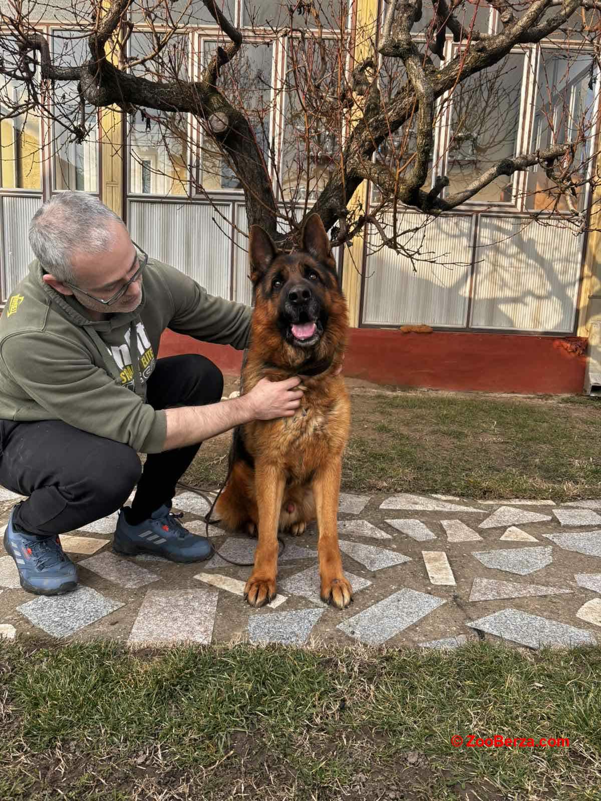Nemački ovčar kratkodlaki, štenci u ponudi