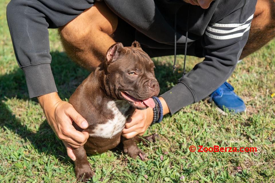 American bully 