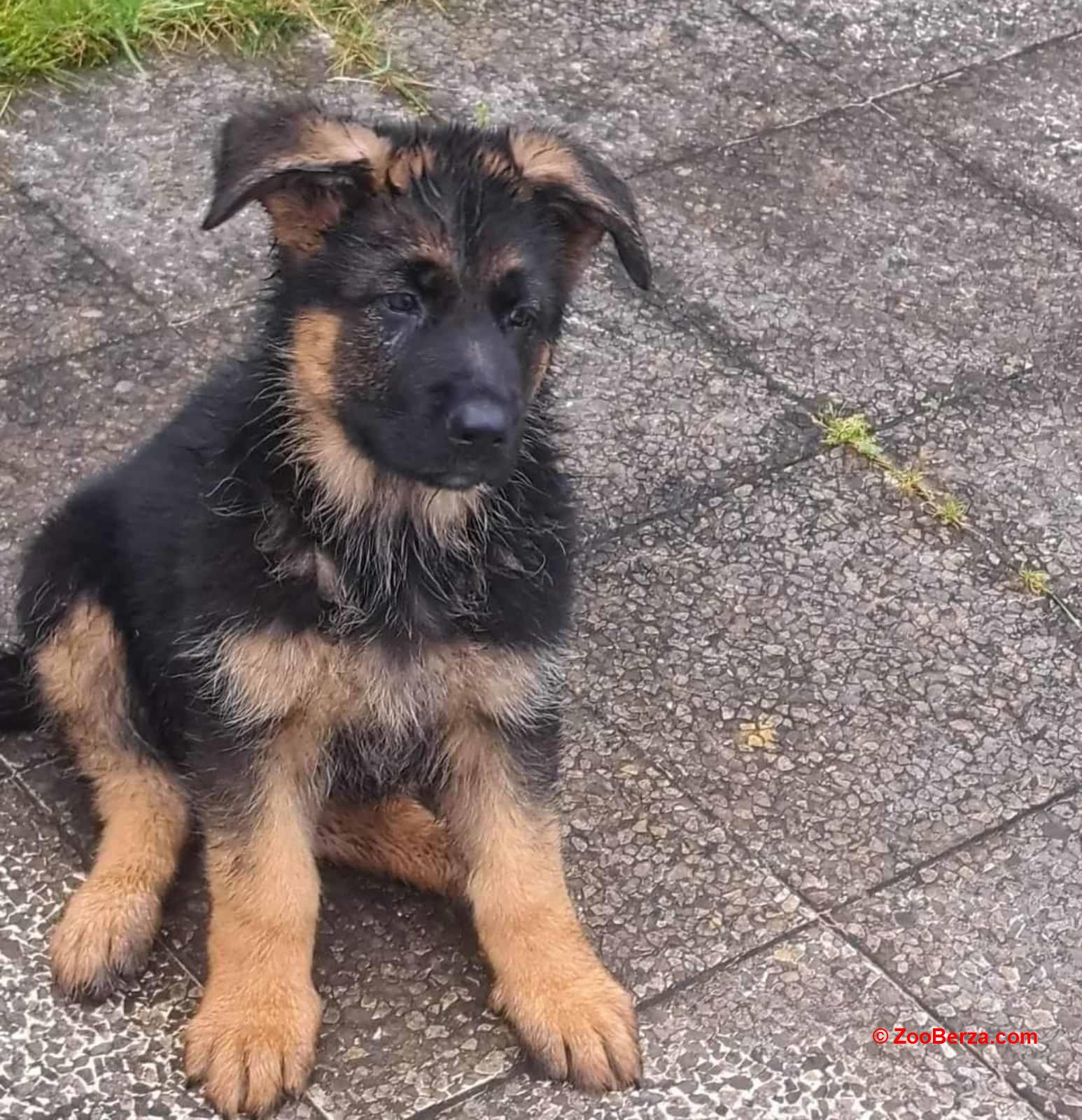 Nemacki ovcar prelepi stenci