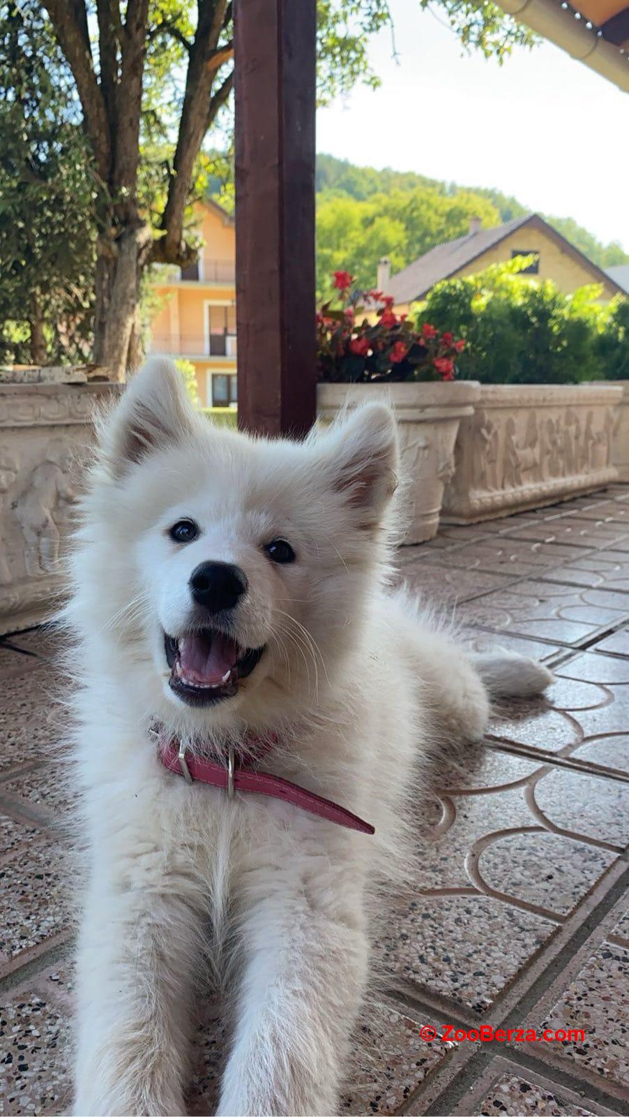 Samojed