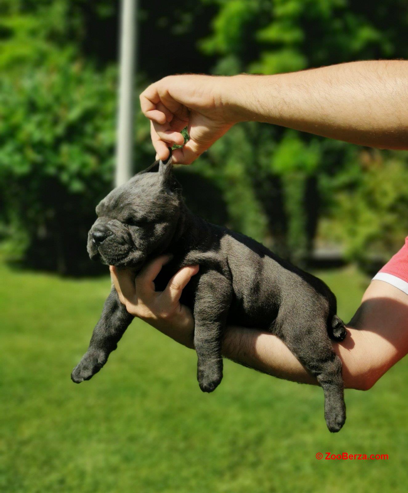 Cane Corso Kane Korso žensko štene