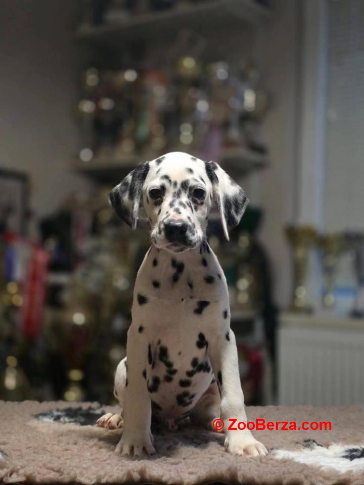 Dalmatinski pas, vrhunski štenci 