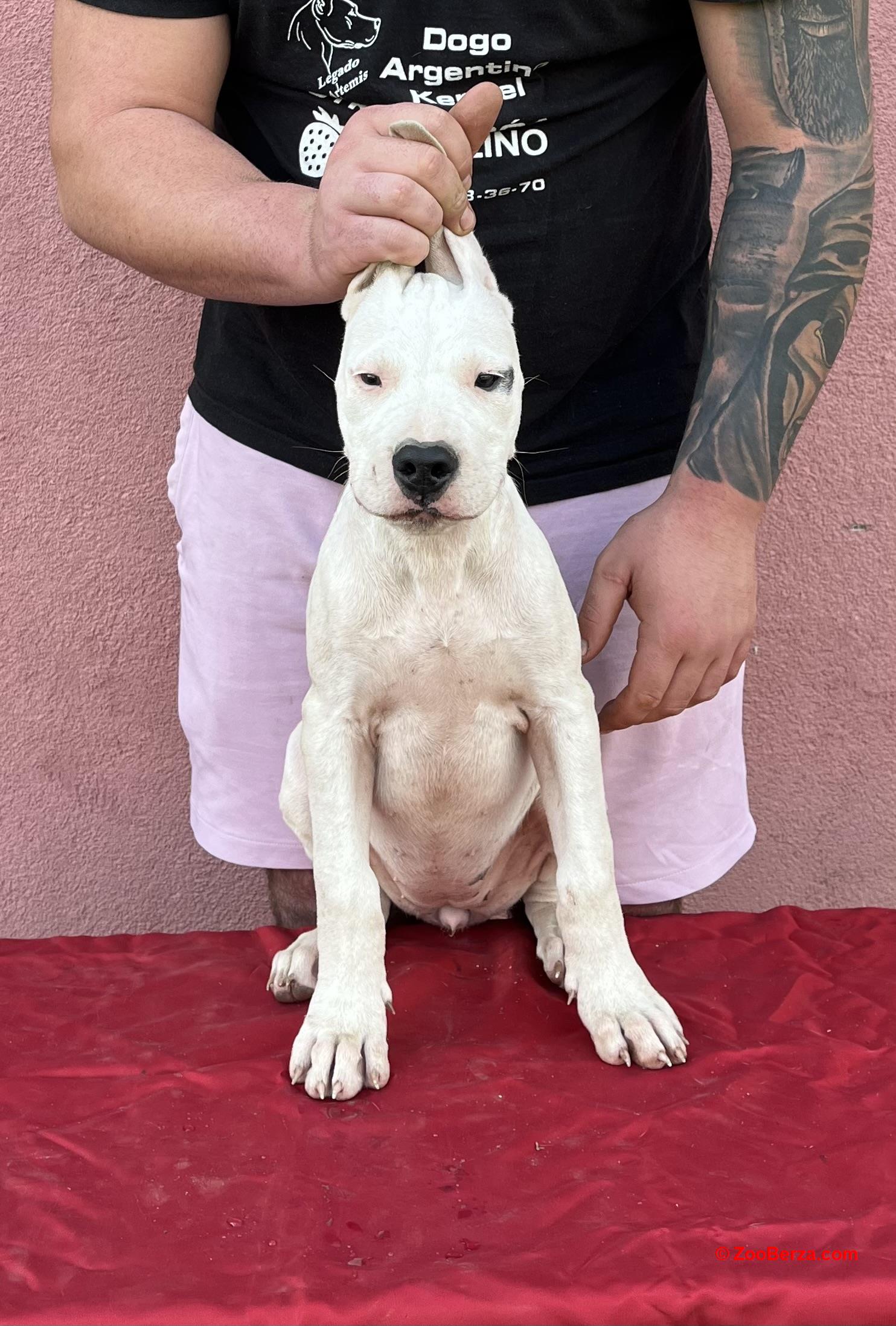 Dogo Argentino 