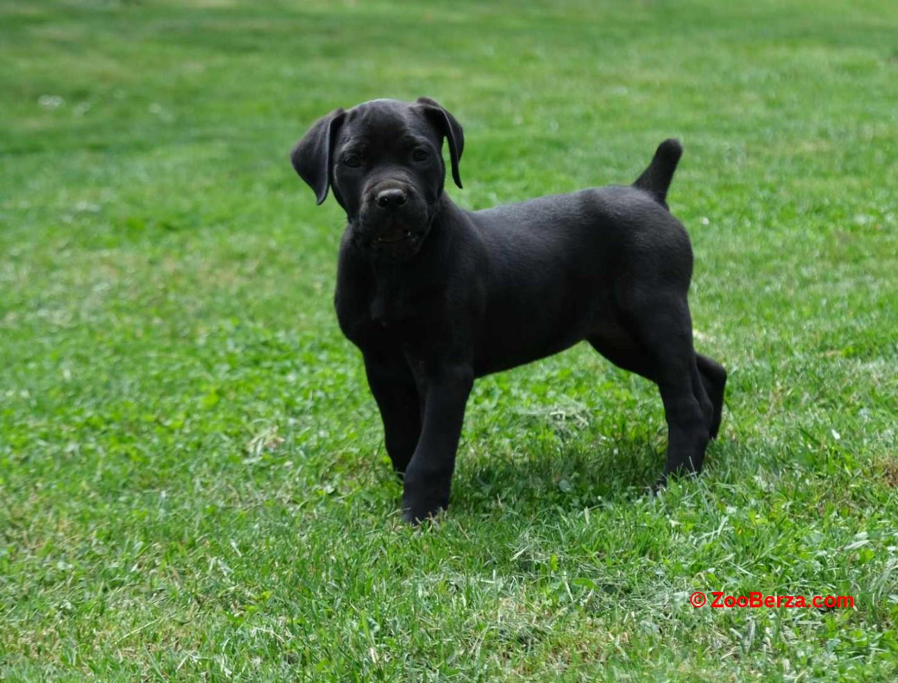 Boerboel Južnoafrički mastif stenci