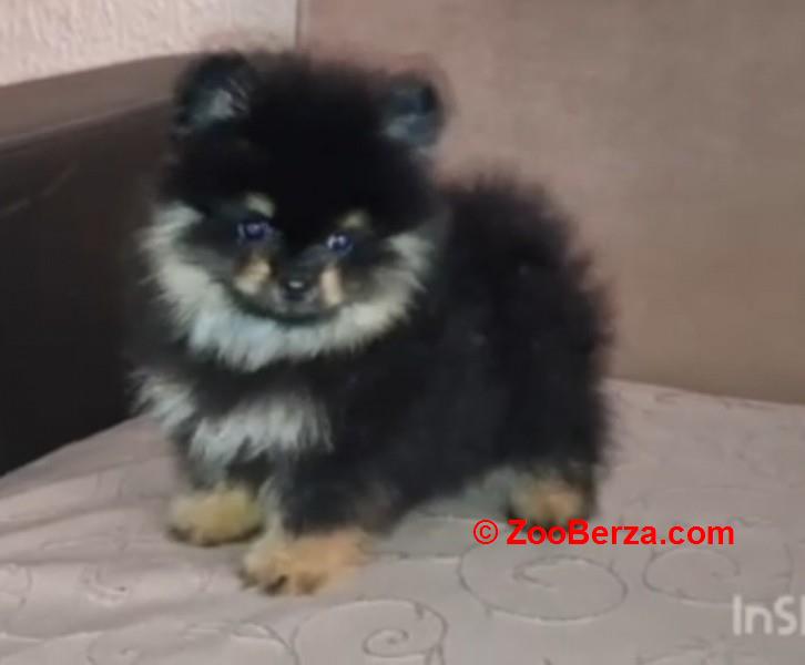 Pomeranac muzjak